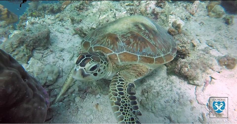 Sipadan Micro Dive Ξενοδοχείο Mabul Island Εξωτερικό φωτογραφία