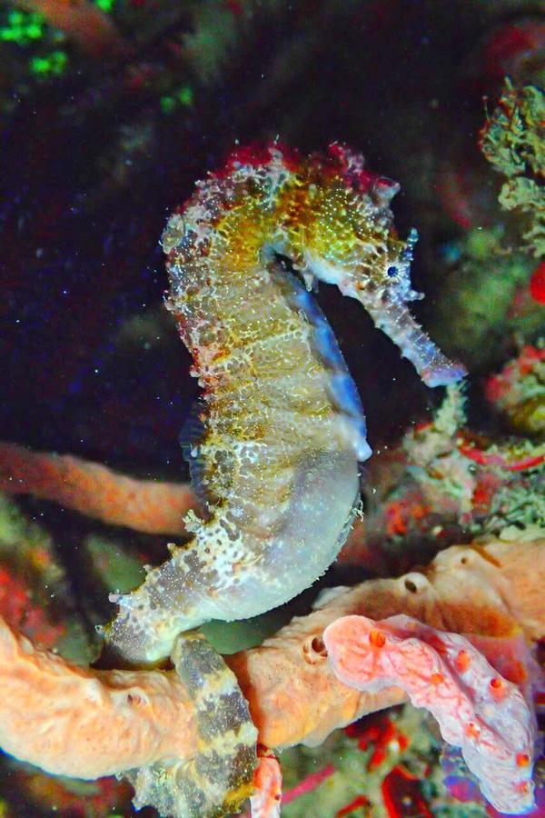 Sipadan Micro Dive Ξενοδοχείο Mabul Island Εξωτερικό φωτογραφία